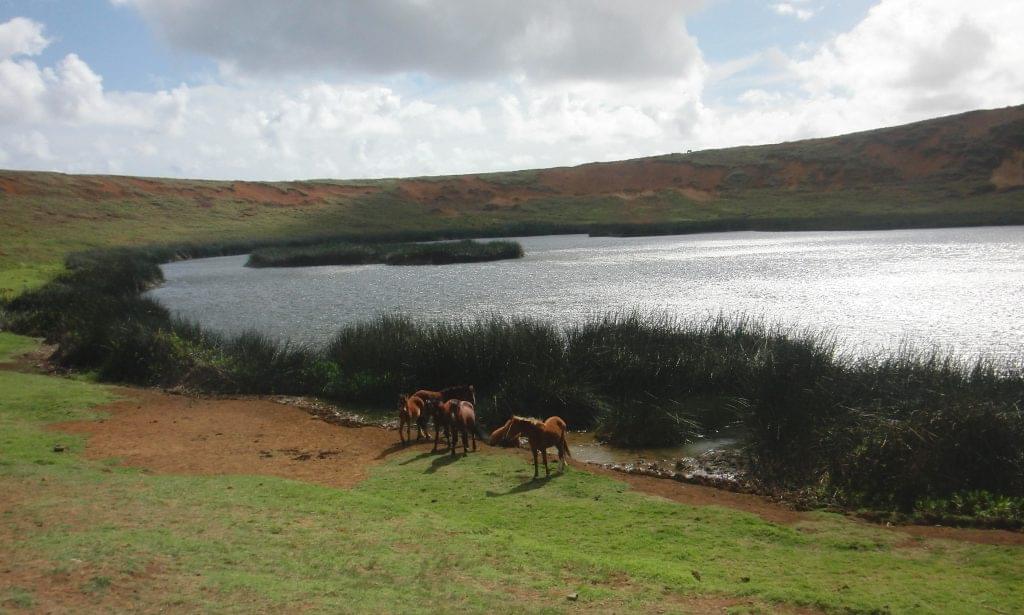 Easter Island's Wild Horses