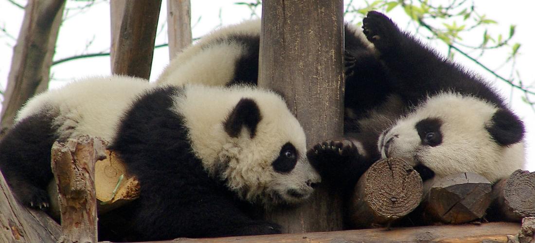 See the Giant Pandas of Chengdu