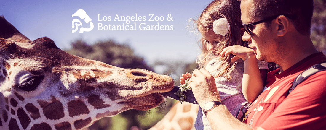 Los Angeles Zoo celebrates 50 years of animal fun