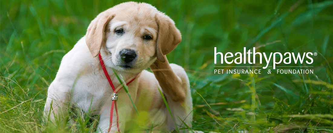 Healthy Paws Pet Insurance Helps Pet Lovers Reduce the ...