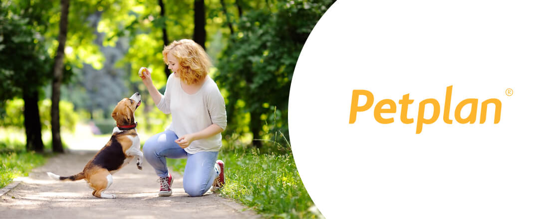 Petplan Insurance For Pet Parent Peace Of Mind