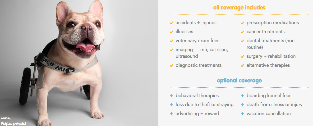 Doggy with wheels on the left with a text on the right saying what pet insurance cover